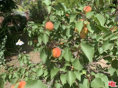 31523 Aguacate Road, San Juan Capistrano, CA