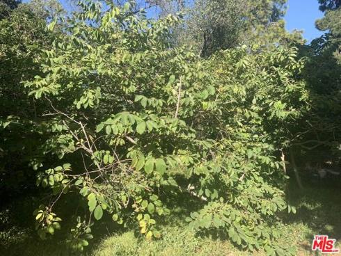 31523 Aguacate Road, San Juan Capistrano, CA