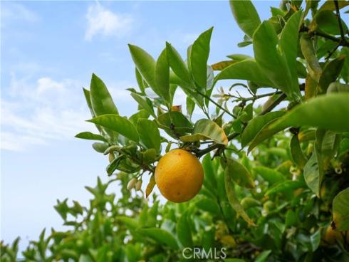 1613 E Wellington Avenue, Santa Ana, CA