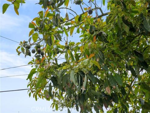 1613 E Wellington Avenue, Santa Ana, CA