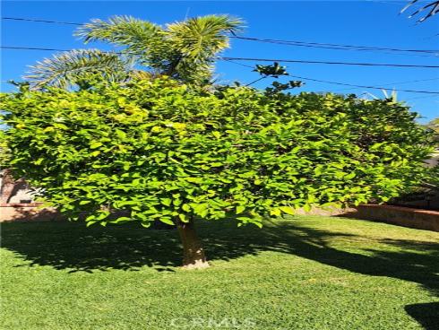 1605 S Birch   Street, Santa Ana, CA