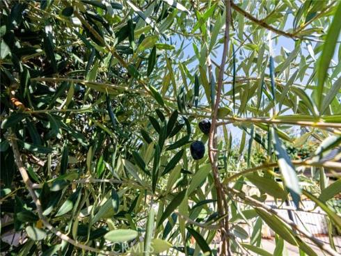 1109 W 21st   Street, Santa Ana, CA