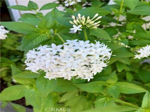 1109 W 21st   Street, Santa Ana, CA