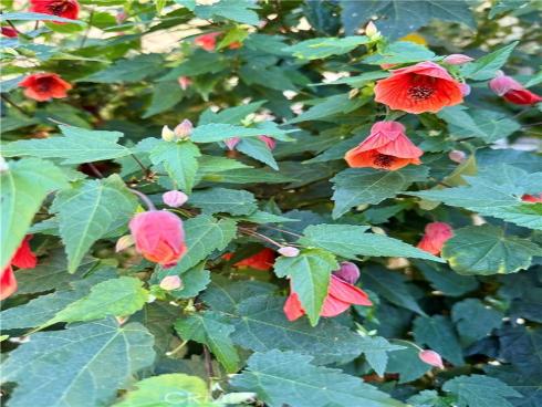 1109 W 21st   Street, Santa Ana, CA