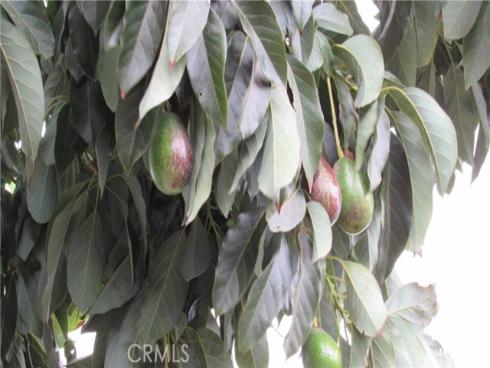 1411 W Elder , Santa Ana, CA