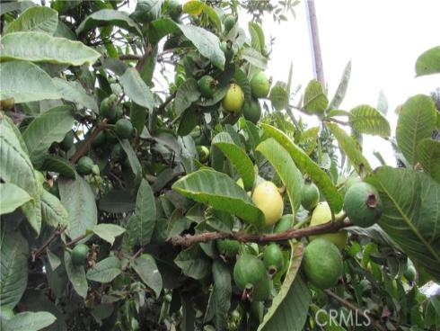 1411 W Elder , Santa Ana, CA