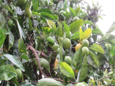 1411 W Elder  , Santa Ana, CA