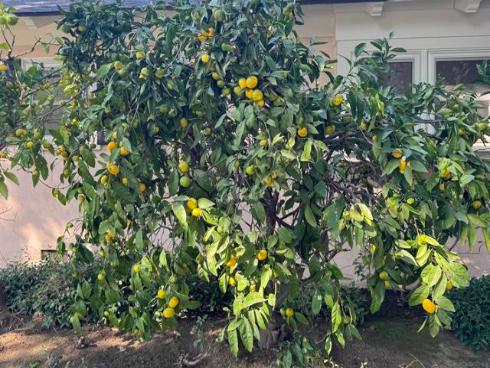 2602 N Louise  , Santa Ana, CA