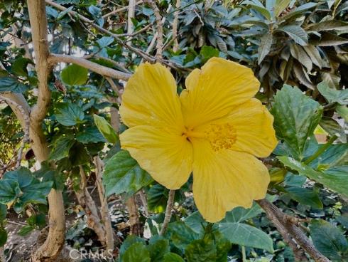 3050 S Bristol  2C , Santa Ana, CA