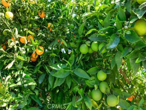 509 S Glenarbor  , Santa Ana, CA