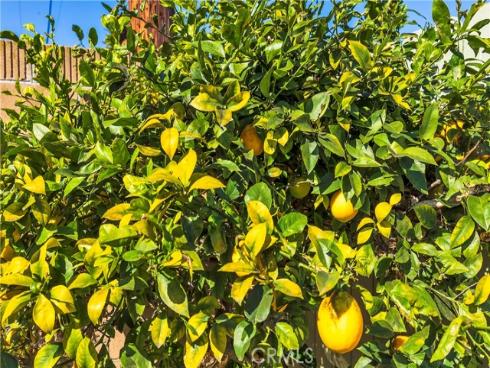 1915 W Saint Gertrude  , Santa Ana, CA