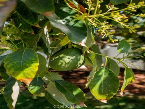 1107 N Towner  , Santa Ana, CA