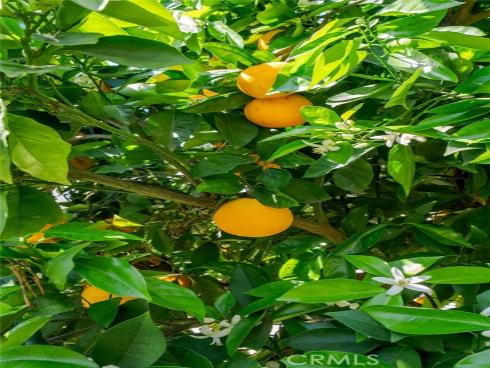 1107 N Towner  , Santa Ana, CA