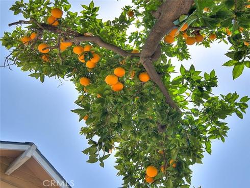 1517 E 19th  , Santa Ana, CA