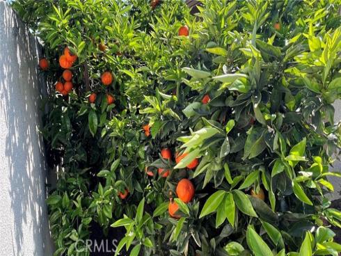 17771 Orange Tree Lane, Tustin, CA