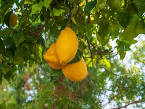 2141  Palermo  , Tustin, CA