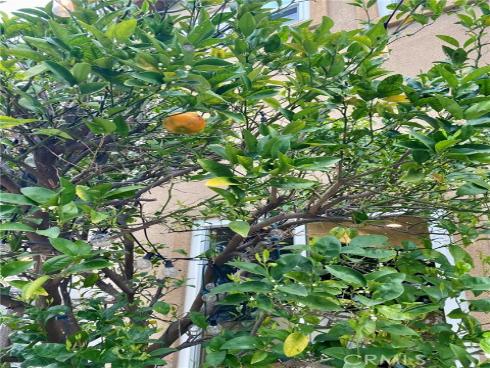 12891 Mackenzie Drive, Tustin, CA