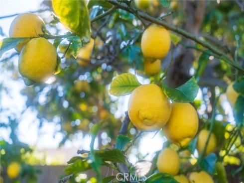 15281  Dogwood  , Westminster, CA