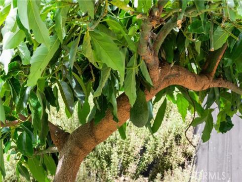 19971  Fernglen  , Yorba Linda, CA